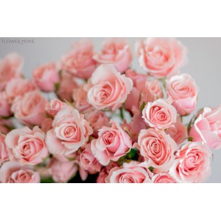 Baby Pink Rose