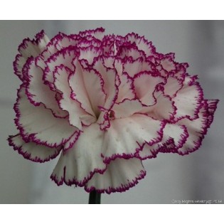 Double Color Carnation
